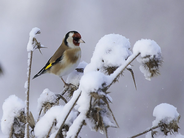 Tikli, European Goldfinch, Carduelis carduelis